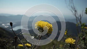 Yellow dandelion blossoms in a meadow, nature vibrant summer beauty generated by AI