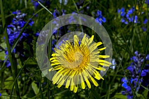 Yellow dandelion and blue field flowers in the garden photo
