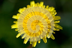 Yellow dandelion