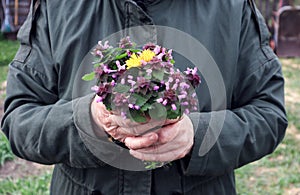 Yellow dandelion in a bouquet of wild flowers in the hands of an elderly person - the concept of conducting lonely walks by