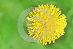 Yellow dandelion bud with petals on green background. Top view, Spears space photo