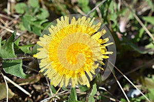 Yellow dandelion close-up