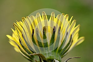 Yellow dandelion close up back view