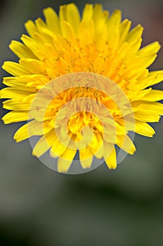 Yellow dandelion close-up bloom macro background  blooming spring