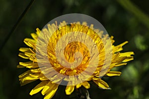 yellow dandelion close up on green background.