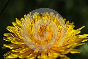 yellow dandelion close up on green background.