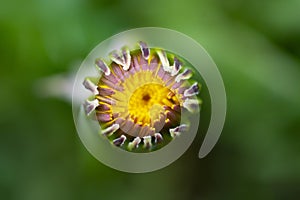 Yellow dandelion  close up image