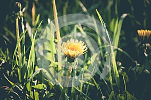 Yellow dandelion close up in the spring park