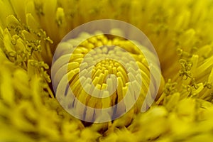 Yellow dandelion close up view