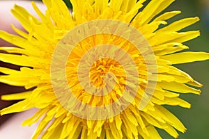 Yellow dandelion closeup background, summer