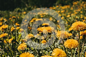 Yellow dandelion closeup in the wild field Sunny flowers