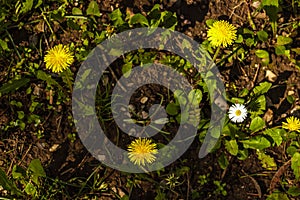 Yellow dandelion and daisy in spring