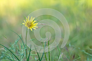 Yellow dandelion in the field, the concept of loneliness and unity with himself