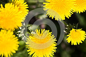 yellow dandelion field in Europe