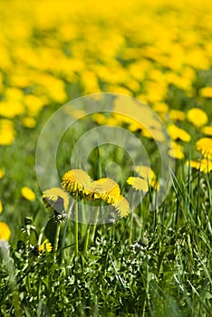 yellow dandelion field in Europe