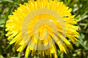 yellow dandelion field in Europe