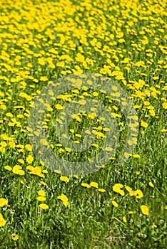 yellow dandelion field in Europe