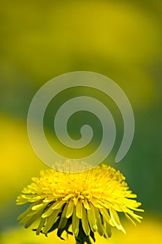 Yellow dandelion field. Summer.