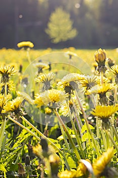 Yellow dandelion field in sunlight close up