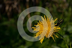 Yellow dandelion floret with green foliage