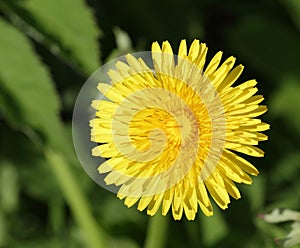 Yellow dandelion flower