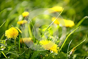 Yellow dandelion flower