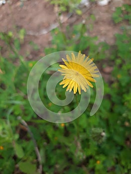 Yellow dandelion flower