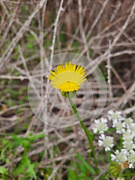 Yellow dandelion flower