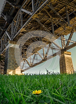 A yellow dandelion flower alone in the middle of the green lawn, with a bridge