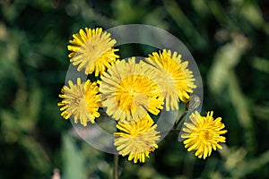 Yellow dandelion flower, Bitter chicory or radicheta, Taraxacum officinale, whose yellow flower is known as dandelion, is a plant