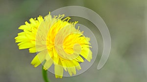 Yellow dandelion flower blossom