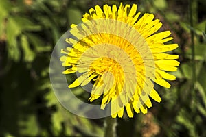 Yellow dandelion flower blossoms in grass