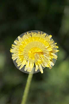 Yellow dandelion flower on blurred background