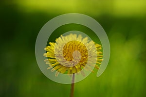 Yellow dandelion flower on blurred green grass background