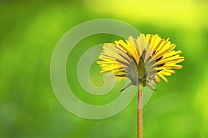 Yellow dandelion flower on blurred green grass background