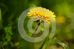 Yellow dandelion flower on blurred green grass background