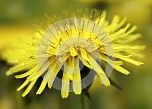 Yellow Dandelion flower on a blurred yellow-green bokeh background. Closeup. For design. Side view. Spring background