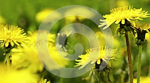 Yellow Dandelion flower on a blurred yellow-green bokeh background. Closeup. For design. Side view. Spring background.