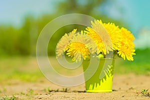 Yellow dandelion flower in a bucket , spring background