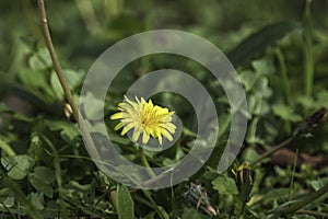 Yellow dandelion flower close up on green grass background