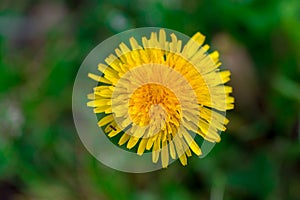 Yellow dandelion flower close up, macro, spring background