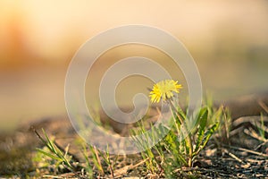 Yellow dandelion flower close up, macro, spring background.