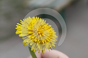 Yellow dandelion flower close up, macro, spring background