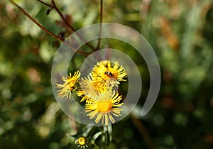 Yellow dandelion flower close up, macro, spring background