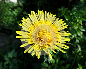 Yellow dandelion flower close up, macro, spring background