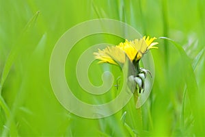 Yellow dandelion flower close up, macro, spring background