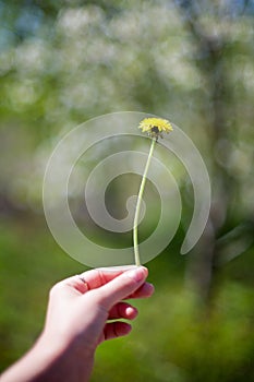 yellow dandelion flower close up, macro, spring background