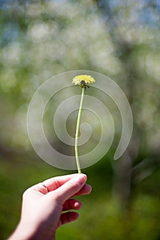 yellow dandelion flower close up, macro, spring background