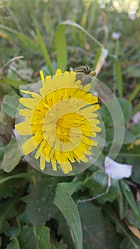 Yellow Dandelion flower closeup