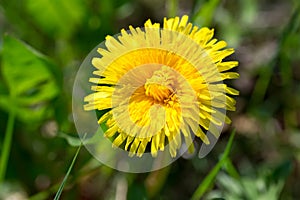 Yellow dandelion flower closeup selective focus